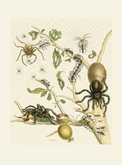 Read online Maria Sibylla Merian. Leningrader Aquarelle ,Leningrad watercolors. Unchanged facsimile reprint of the original after the Leipzig edition 1974. 2 volumes. - Wolf-Dietrich Beer, Boris Vladimirovic Ernst Ullmann. Mitarbeit Helga Ullmann | ePub