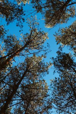 Download Perspective: Looking Up at the Trees in a Forest Journal: 150 Page Lined Notebook/Diary -  file in ePub