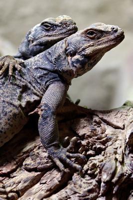 Download BFFs: Two Lizard Friends Journal: 150 Page Lined Notebook/Diary -  | ePub