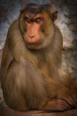 Download Grumpy Chunky Barbary Macaque Monkey Journal: 150 Page Lined Notebook/Diary -  file in ePub